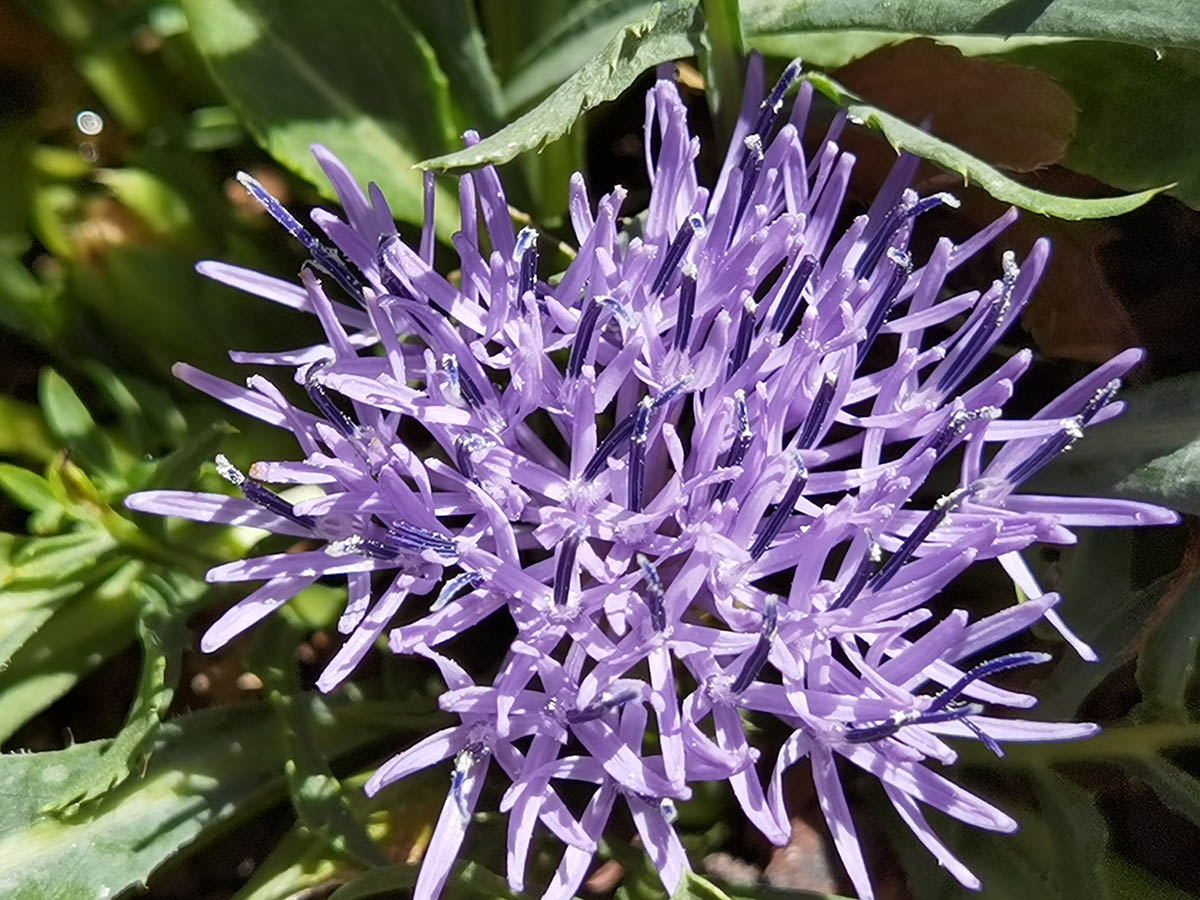 Carduncellus mitissimus 7